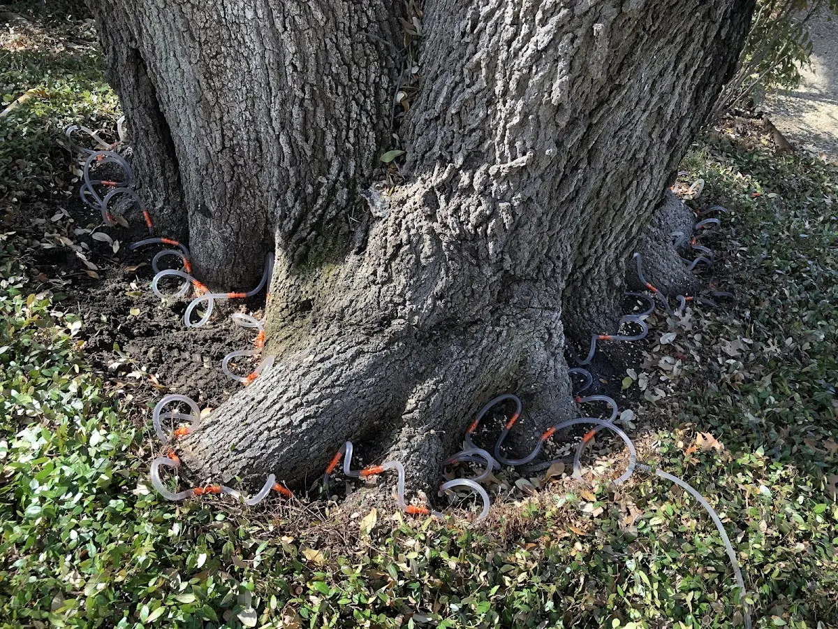 Detailed Tree Cabling and Bracing job site in Plato