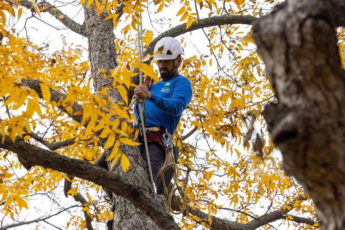 Skilled Tree Transplanting crew working in Plato